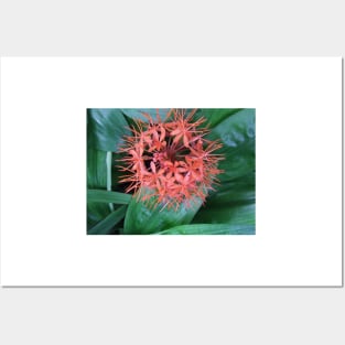 Spherical Tropical Flower Posters and Art